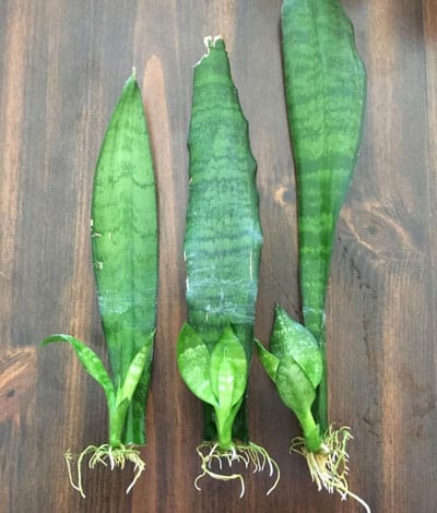 Mother in Law live snake plant cutting with roots