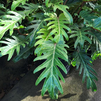 Philodendron Xanadu live plant baby